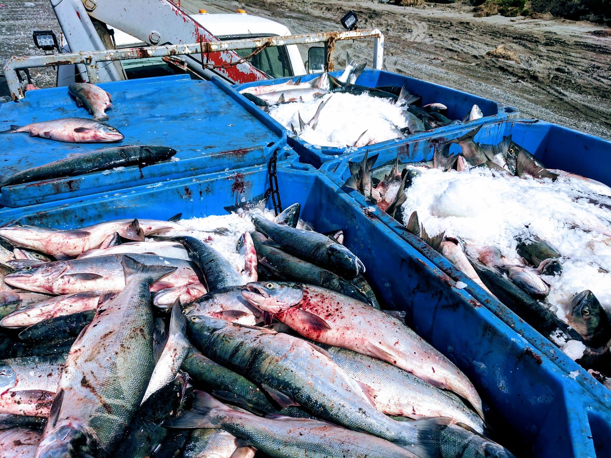 Fresh salmon in blue processing bins with ice