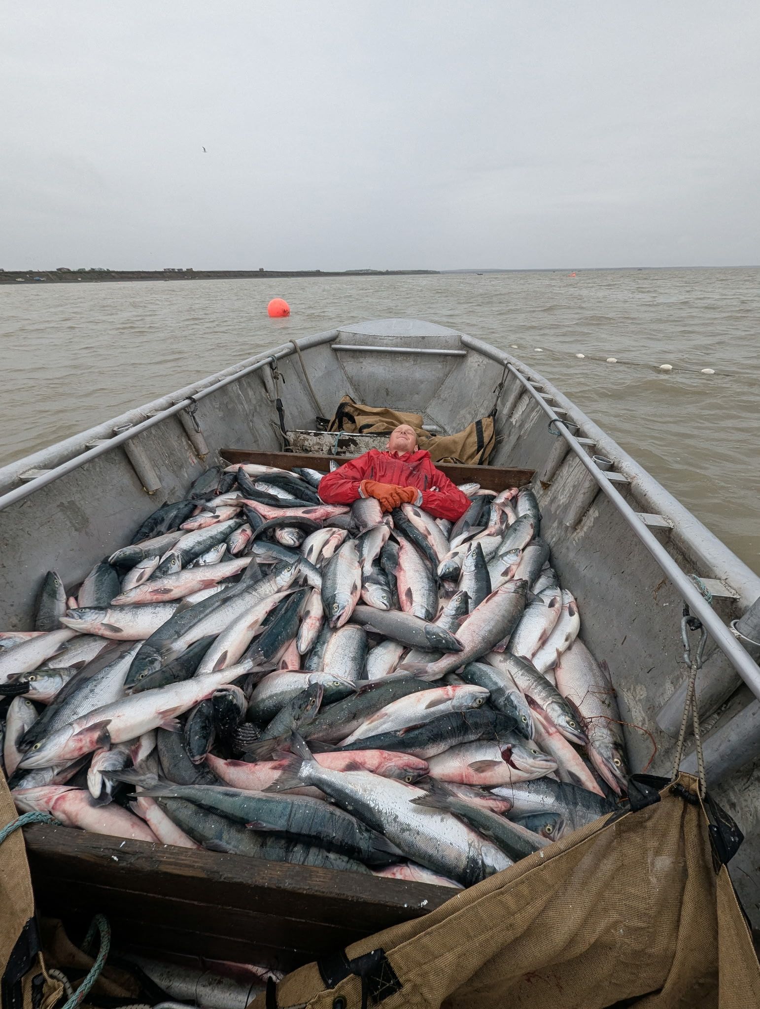 Incredible salmon catch in boat